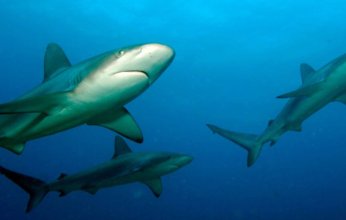 أكثر دول العالم تعرضا لهجمات القرش.. دولة عربية في القائمة