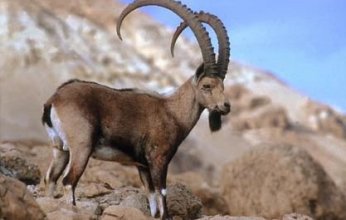 كيف واجه شاب يمني صيادي «الوعول البرية» في حضرموت؟