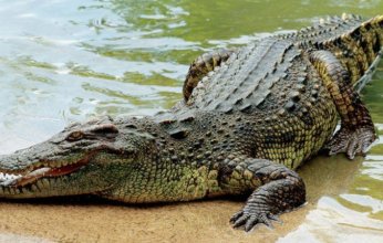 شاهد.. تمساح يهاجم سودانيين على الشاطئ