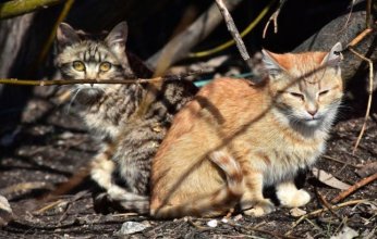 جثث 100 قطة داخل ثلاجة «بيت الرعب» في فرنسا