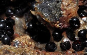 بيض أسود غامض في أعماق المحيط الهادئ.. إليك القصة