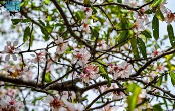 أشجار اللوز تنشر السحر الأبيض على جبال الباحة بالسعودية