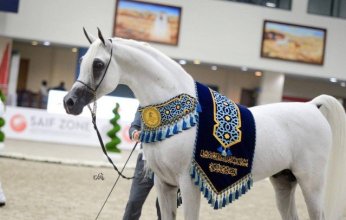 مهرجان الشارقة الدولي للجواد العربي ينطلق الخميس