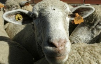 العراق يتخلص من صداع «اللسان الأزرق»