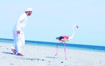 شاهد.. طائر فلامنغو يتنزه في شوارع أبوظبي