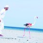 khaligyoun98532