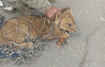 اصطياد حيوان مفترس يتجول في شوارع القاهرة (صور)