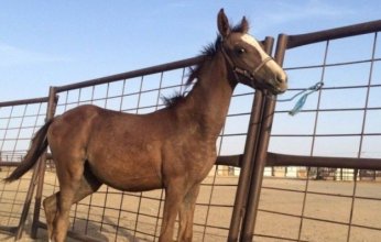 شاهد.. لص يحاول إخفاء حصانا داخل شقة سكنية