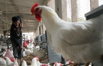 مبادرة لخفض أسعار الدواجن في مصر
