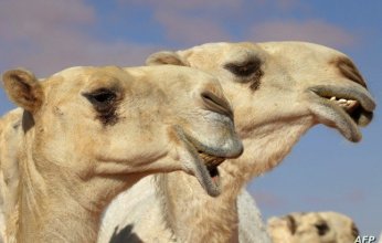 مسيرة للإبل أمام برج إيفل تثير جدلاً