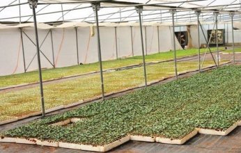 البطالة «صفر» في هذه القرية المصرية.. ما التفاصيل؟