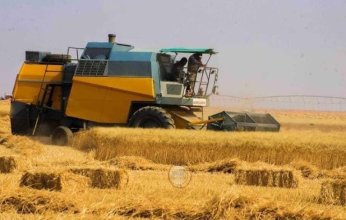 موسم القمح يشيع أجواء تفاؤل في الجزائر