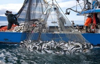 الثروة السمكية في المغرب: تحديات وآفاق تطوير قطاع الصيد البحري