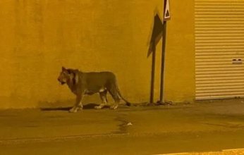 شباب يتجولون بأسد وسط بغداد.. ومطالبات باعتقالهم