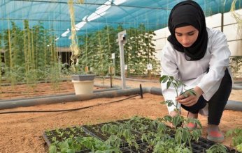 الإمارات ستنتج الطعام دون أرض