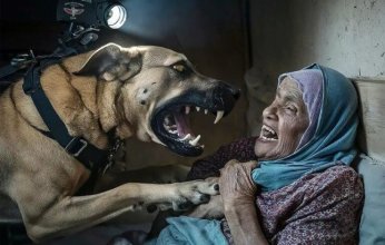 كلاب الاحتلال الإسرائيلي.. سلاح للتنكيل بالفلسطينيين