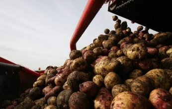 مسؤول مصري يوضح حقيقة حظر صادرات البطاطس