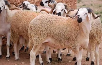 «صكوك الأضاحي» ملاذ المصريين من الغلاء قبل العيد