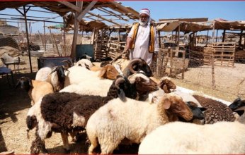 الركود يهيمن على سوق الأضاحي الليبية: اتهامات متبادلة بين الحكومة والتجار