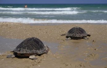 إلتزام دولي جديد.. الكويت تنضم إلى اتفاقية لحماية السلاحف البحرية