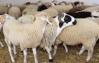 أسعار أضاحي العيد تحرق جيوب التونسيين