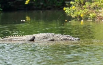 «مشهد مرعب».. تمساح بطول 14 قدماً يلتهم امرأة