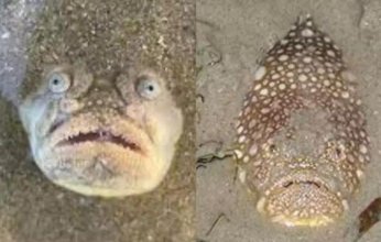 سمكة مخيفة تثير الجدل على منصات التواصل