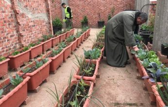 زراعة أسطح المنازل.. مصدر رزق لأهالي قرية مصرية