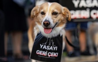 الكلاب الضالة تضع برلمان تركيا في مأزق