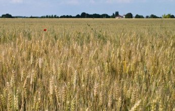 مصر تنفذ أكبر عملية شراء قمح منذ عامين