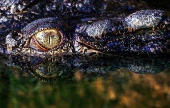 رعب في أستراليا بعد اختفاء مراهقة «هاجمها تمساح»