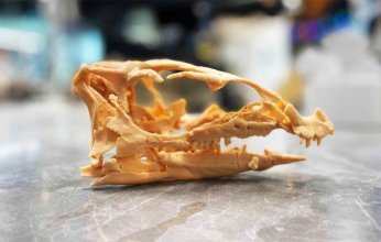 اكتشاف نادر: «هيكل ديناصور» عاش تحت الأرض 99 مليون عام