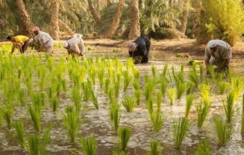 مزارعو العراق يواجهون الجفاف بـ«المرشات»