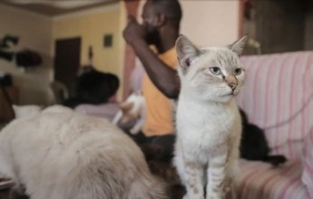 جرائم الاحتلال تشرد «الحيوانات الأليفة» في غزة