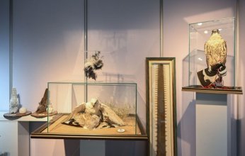 «معرض أبوظبي للصيد والفروسية».. مبيعات قياسية في الصقارة