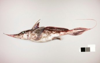 اكتشاف نوع جديد من «سمك القرش»