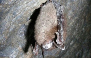 كارثة بشرية: نفوق الخفافيش يرفع معدل وفيات الرضع