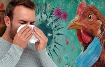 بريطانيا تلحق بفرنسا وترفع مستوى خطورة إنفلونزا الطيور.. هل يشكل خطرا عالميا؟