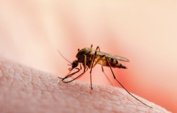 "الصحة العالمية" تسلم مصر شهادة دولية بخلوها من مرض الملاريا