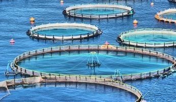 تعرف على عقوبة إدخال كائنات مائية أجنبية إلى مصر دون ترخيص