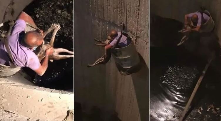 بالفيديو.. شاب يخاطر بحياته لإنقاذ كلب من بئر عمقه 20 مترا بالفيديو.. شاب يخاطر بحياته لإنقاذ كلب من بئر عمقه 20 مترا
