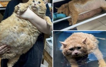 تفاصيل وفاة "أسمن قط في العالم" بعد صراعٍ مع مرض السرطان