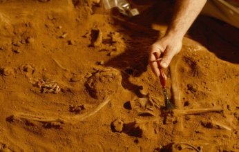 هونغ كونغ تكتشف حفريات ديناصور تعود للعصر الطباشيري