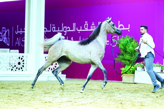 غدا.. انطلاق النسخة الثانية لبطولة الشقب الدولية لجمال الخيل العربية بقطر غدا.. انطلاق النسخة الثانية لبطولة الشقب الدولية لجمال الخيل العربية بقطر