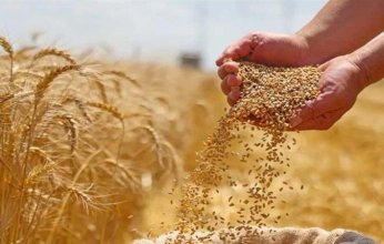 ارتفاع واردات مصر من القمح إلى 1.6 مليون طن في أكتوبر الماضي