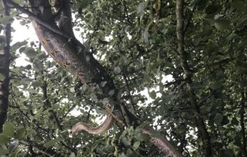 حادثة مروعة في إندونيسيا.. ثعبان ضخم يبتلع مزارعاً بالكامل