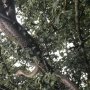 khaligyoun53807 1
