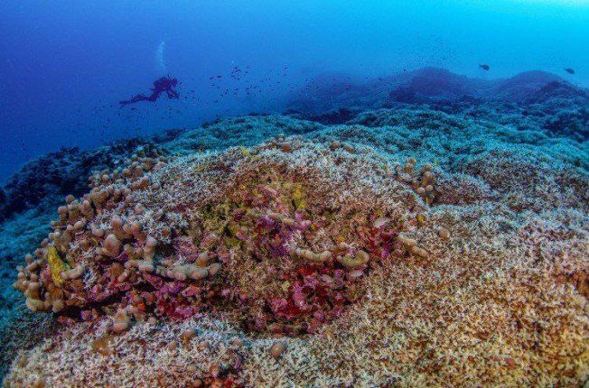 اكتشاف أكبر مستعمرة مرجانية في العالم اكتشاف أكبر مستعمرة مرجانية في العالم