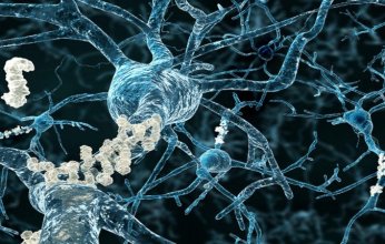 اكتشاف 13 بروتينًا مرتبطًا بشيخوخة الدماغ وتداعياتها الصحية