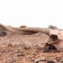 khaligyoun10453